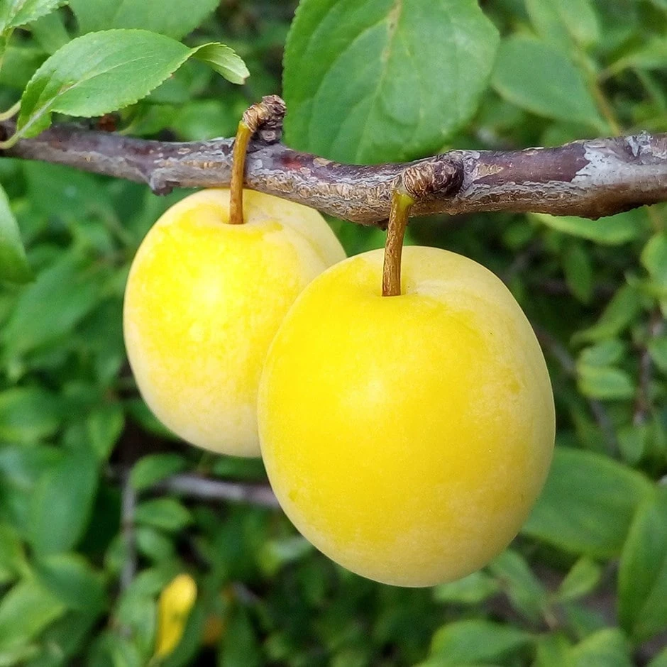 Plum 'Golden Sphere' 1 Plum 'Golden Sphere'