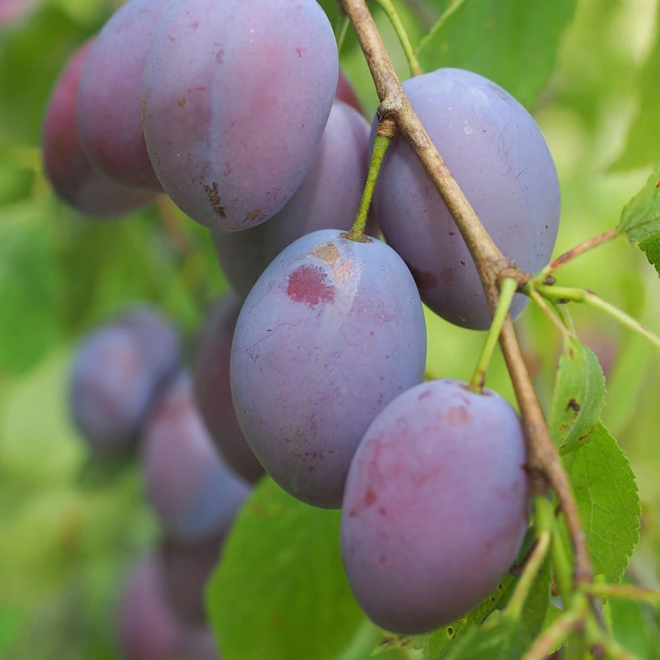 Plum 'Edwards' 1 Plum 'Edwards'