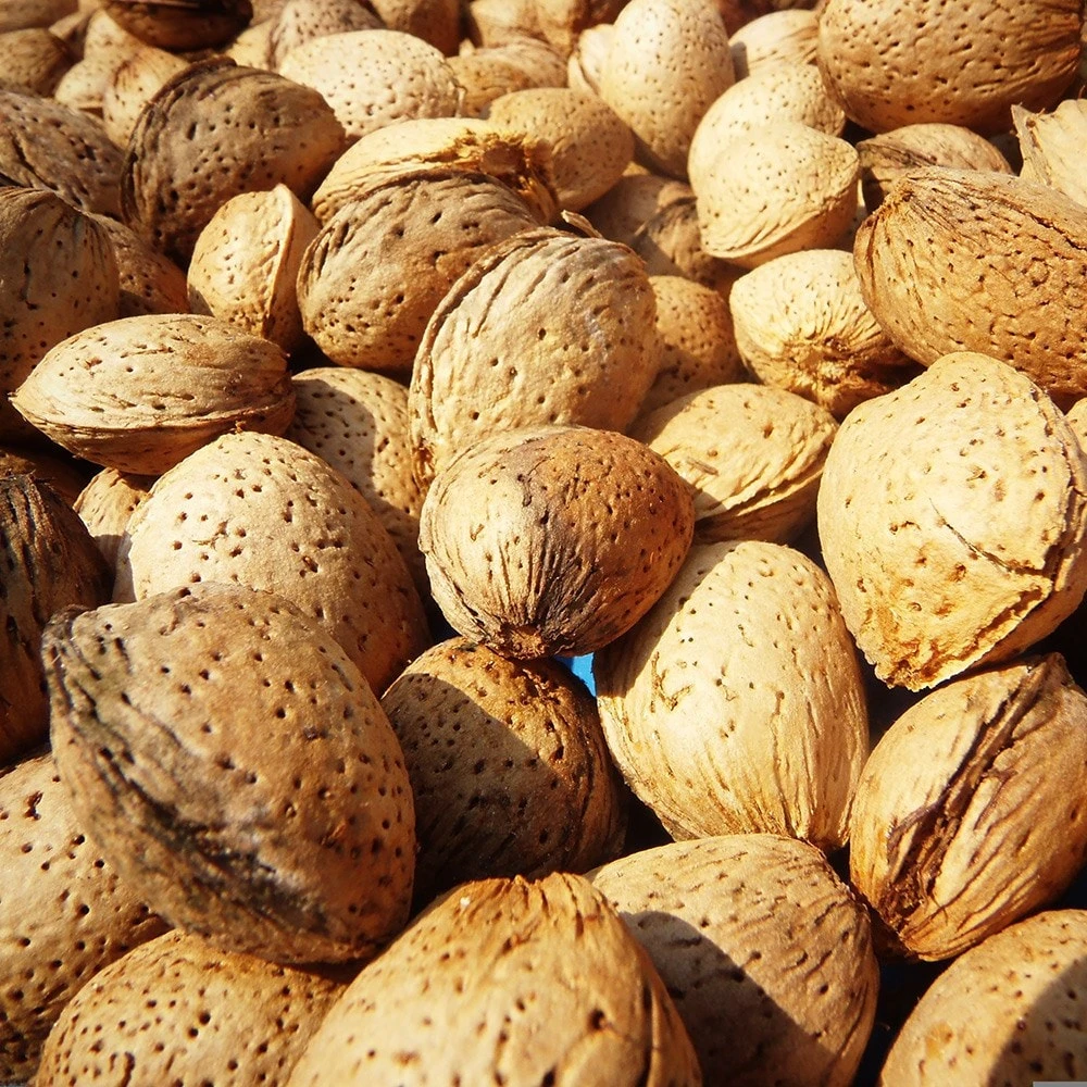 Almond Sultane 2 Almond Sultane - Image 2