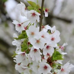 Prunus 'Umineko'