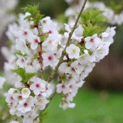 Prunus 'Umineko' -RootJoy Sales Shop pl2000047760 card5 lg