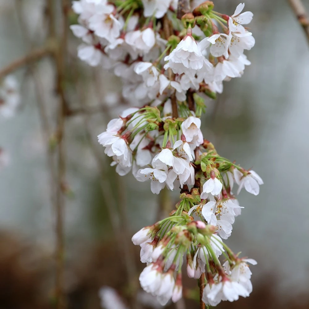 Prunus × Yedoensis 'Shidare-Yoshino' 2 Prunus × Yedoensis 'Shidare-Yoshino' - Image 2