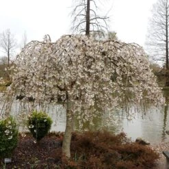 Prunus × Yedoensis 'Shidare-Yoshino' 5 Prunus × Yedoensis 'Shidare-Yoshino' -RootJoy Sales Shop pl2000047763 card3 lg