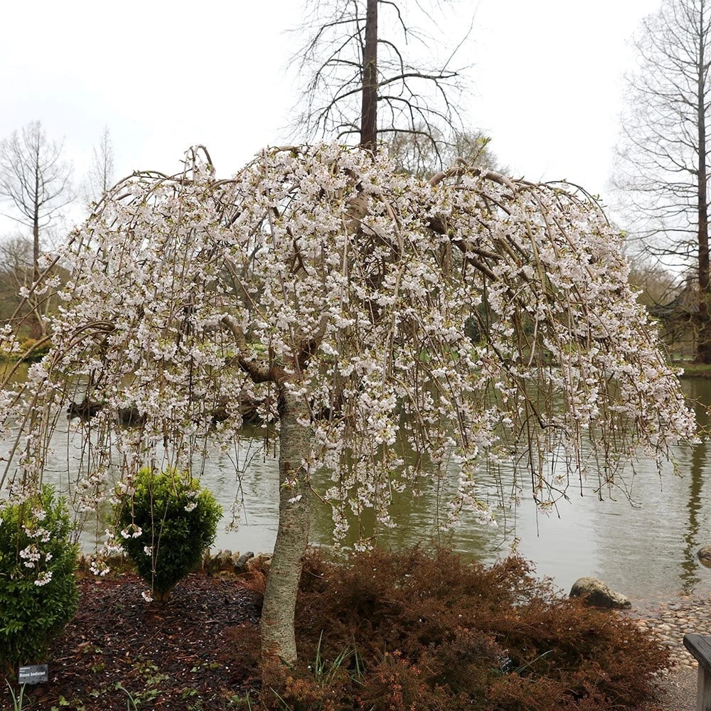 Prunus × Yedoensis 'Shidare-Yoshino' 3 Prunus × Yedoensis 'Shidare-Yoshino' - Image 3