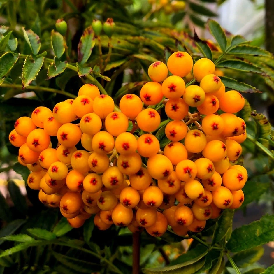 Sorbus 'Apricot Queen' 1 Sorbus 'Apricot Queen'