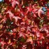 Liquidambar Styraciflua 'Lane Roberts'