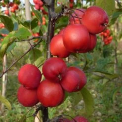 Malus × Purpurea 'Neville Copeman'
