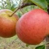 Apple Rubinette ('Rafzubin')