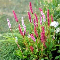 Bistorta Affinis 'Superba'