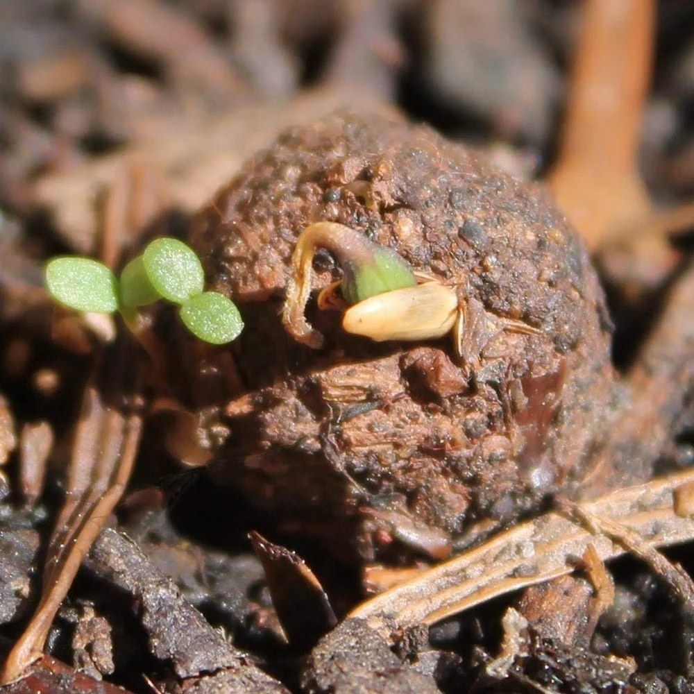 Seedballs Native Wildflowers For Shade 6 Seedballs Native Wildflowers For Shade - Image 6