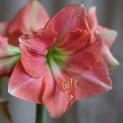 New Arrival 6 Hippeastrum 'Rosalie'