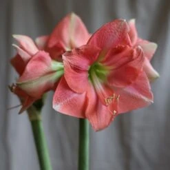 Hippeastrum 'Rosalie' -RootJoy Sales Shop pl2000048441 card3 lg