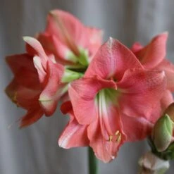 Hippeastrum 'Rosalie' -RootJoy Sales Shop pl2000048441 card4 lg
