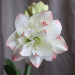 New Arrival 8 Hippeastrum 'Amadeus Candy' (PBR)
