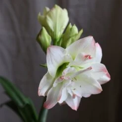 Hippeastrum 'Amadeus Candy' (PBR) -RootJoy Sales Shop pl2000048442 card3 lg