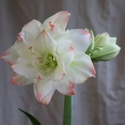 Hippeastrum 'Amadeus Candy' (PBR) -RootJoy Sales Shop pl2000048442 card4 lg