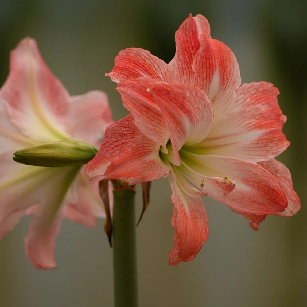 Hippeastrum 'Giant Amadeus' (PBR) 2 Hippeastrum 'Giant Amadeus' (PBR) - Image 2