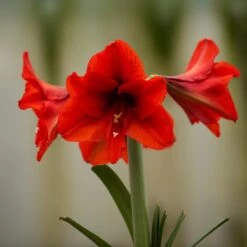 Hippeastrum 'Ferrari'