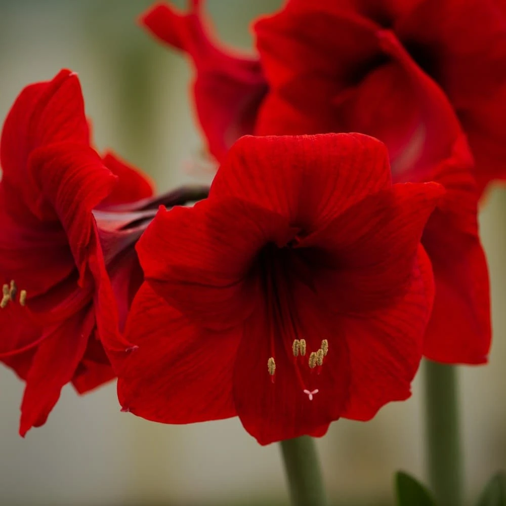 Hippeastrum 'Ferrari' 2 Hippeastrum 'Ferrari' - Image 2