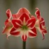 Hippeastrum 'Spartacus'