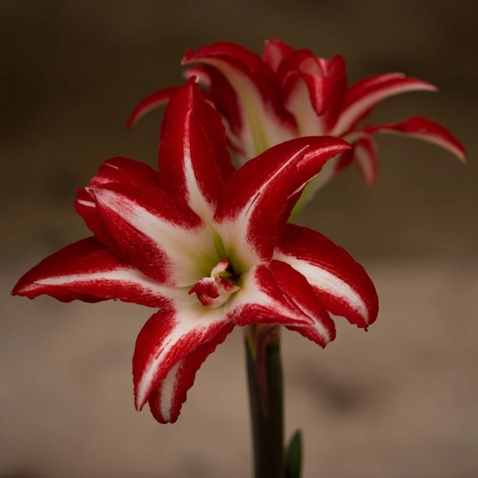Hippeastrum (Double Galaxy Group) 'Splash' (PBR) 1 Hippeastrum (Double Galaxy Group) 'Splash' (PBR)