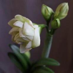 Hippeastrum 'White Amadeus' (PBR) -RootJoy Sales Shop pl2000048514 card3 lg