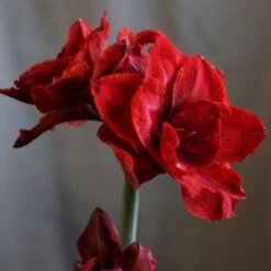 Hippeastrum (Double Galaxy Group) Cherry Nymph ('Chernym') (PBR) -RootJoy Sales Shop pl2000048515 card3 lg