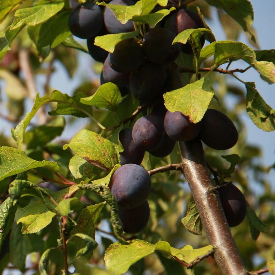 Damson 'Damson Sweet Prune' 1 Damson 'Damson Sweet Prune'
