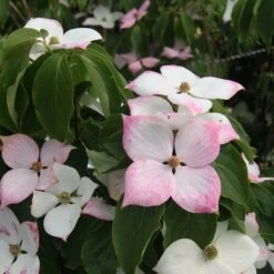 Cornus Kousa 'Teutonia'