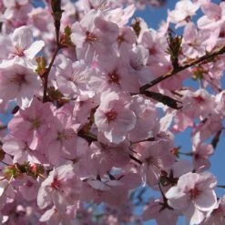 Prunus 'Jacqueline'