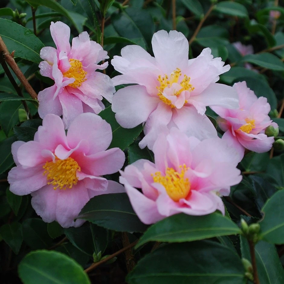 Camellia 'Winter's Toughie' 1 Camellia 'Winter's Toughie'