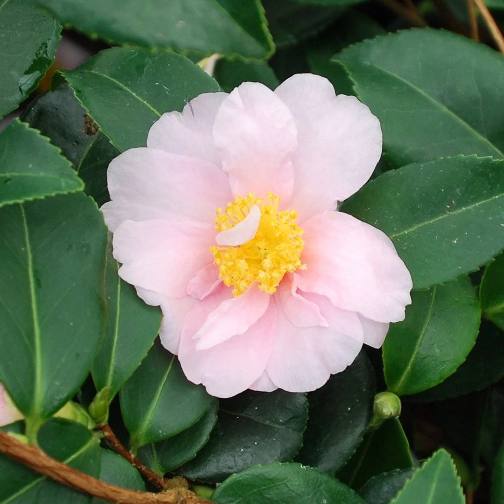 Camellia 'Winter's Toughie' 3 Camellia 'Winter's Toughie' - Image 3