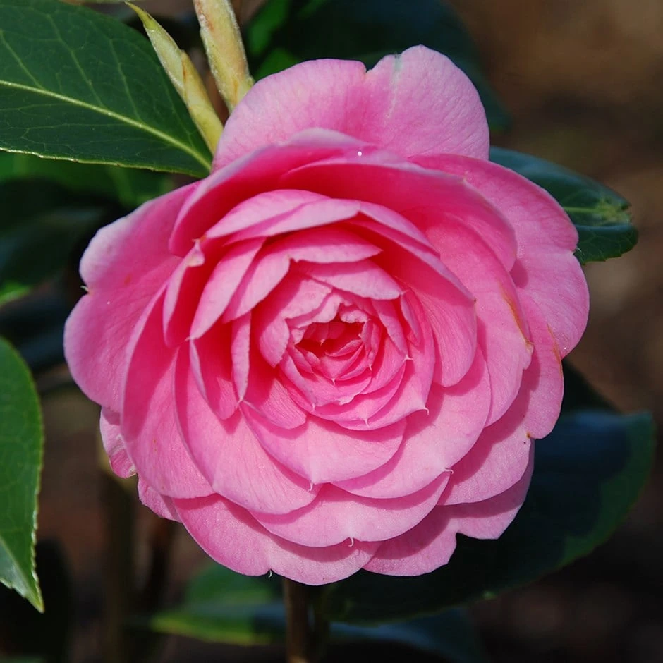 Camellia × Williamsii 'E.G. Waterhouse' 1 Camellia × Williamsii 'E.G. Waterhouse'
