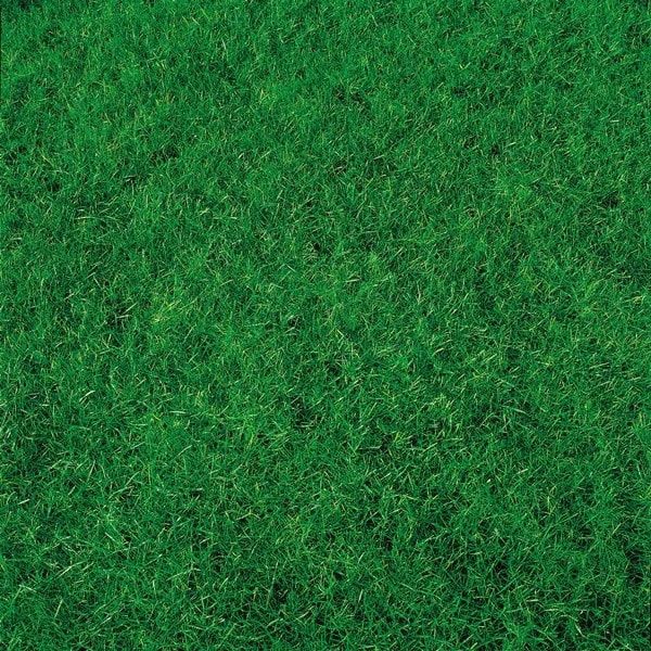 Canada Green Lawn Seed 2 Canada Green Lawn Seed - Image 2