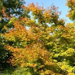 Acer Palmatum 'Sango-kaku' -RootJoy Sales Shop tr0000000110 card4 lg