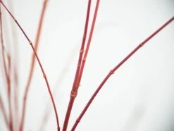 Acer Palmatum 'Sango-kaku' -RootJoy Sales Shop tr0000000110 card7 lg