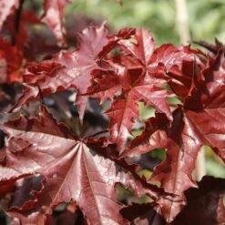 Acer Platanoides 'Crimson King' -RootJoy Sales Shop tr0000000124 card3 lg