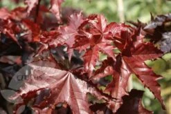 Acer Platanoides 'Crimson King' -RootJoy Sales Shop tr0000000124 card4 lg