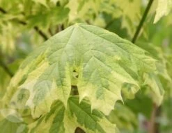 Acer Platanoides 'Drummondii' -RootJoy Sales Shop tr0000000127 card3 lg