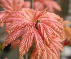 Acer Pseudoplatanus 'Brilliantissimum' -RootJoy Sales Shop tr0000000138 card3 lg