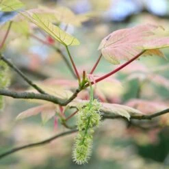 Acer Pseudoplatanus 'Brilliantissimum' -RootJoy Sales Shop tr0000000138 card4 lg