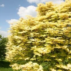 Acer Pseudoplatanus 'Brilliantissimum' -RootJoy Sales Shop tr0000000138 card5 lg
