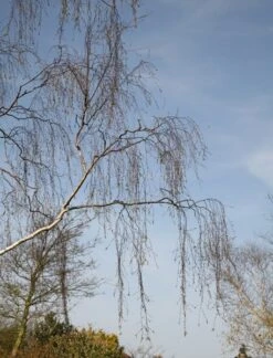 Betula Pendula -RootJoy Sales Shop tr0000000352 card3 lg