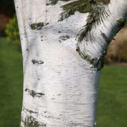 Betula Pendula -RootJoy Sales Shop tr0000000352 card4 lg