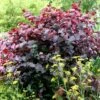 Cercis Canadensis 'Forest Pansy'