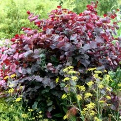 Cercis Canadensis 'Forest Pansy'