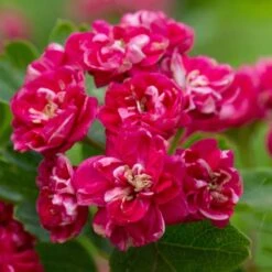 Crataegus Laevigata 'Paul's Scarlet' -RootJoy Sales Shop tr0000001050 card3 lg