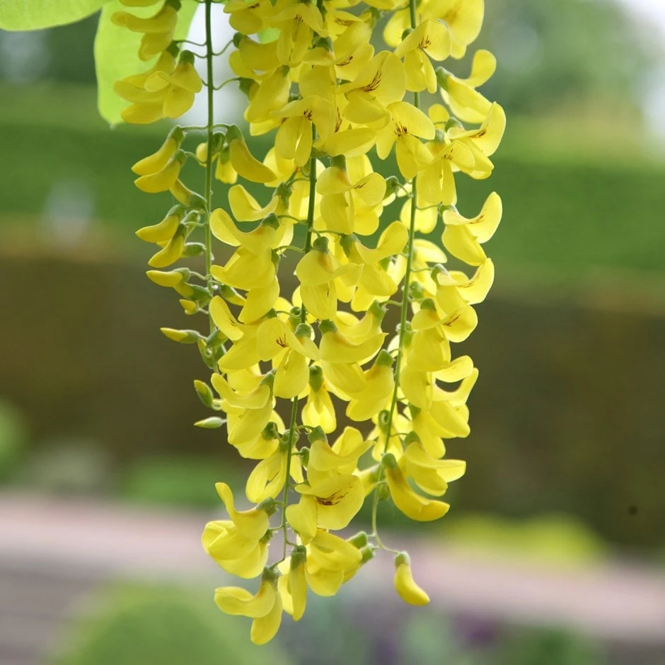 Laburnum × Watereri 'Vossii' 1 Laburnum × Watereri 'Vossii'
