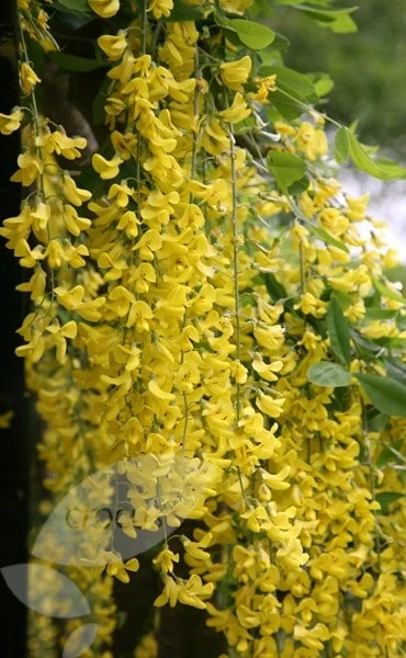 Laburnum × Watereri 'Vossii' 4 Laburnum × Watereri 'Vossii' - Image 4