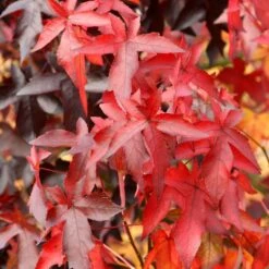 Liquidambar Styraciflua 'Worplesdon' -RootJoy Sales Shop tr0000004100 card3 lg